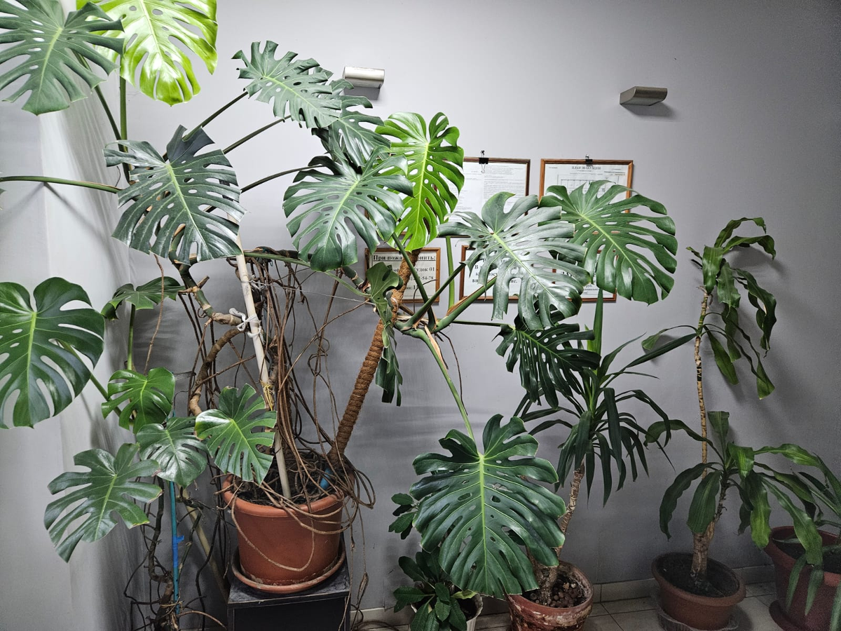 Ну вид уж точно необычный, одни только воздушные корни чего стоят