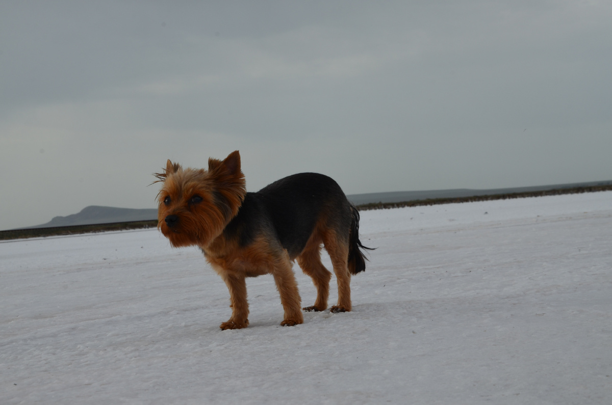 Если что под лапами далеко не снег))