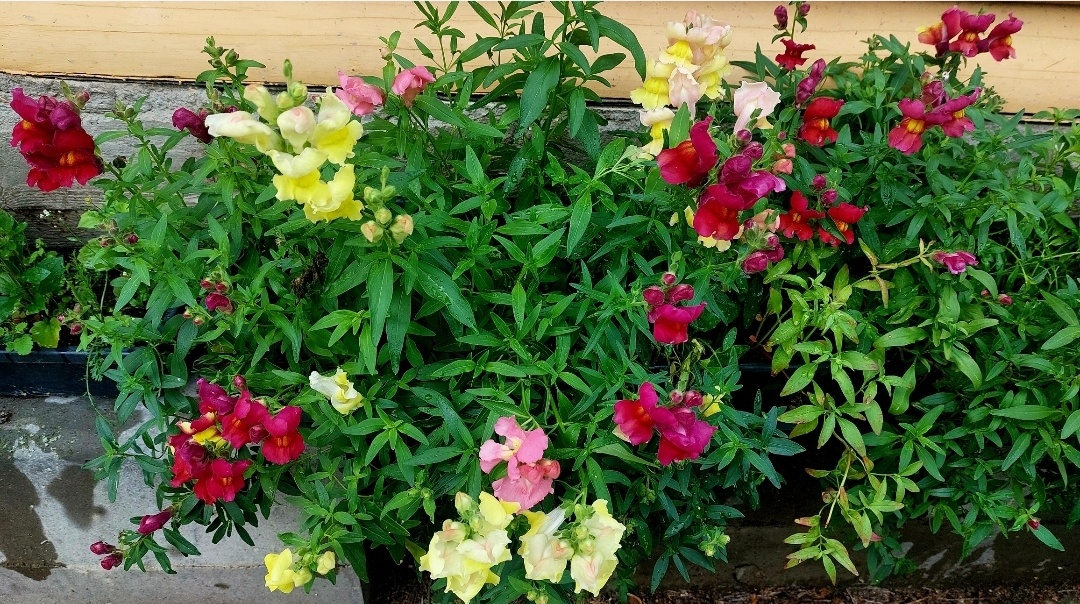 Львиный зев