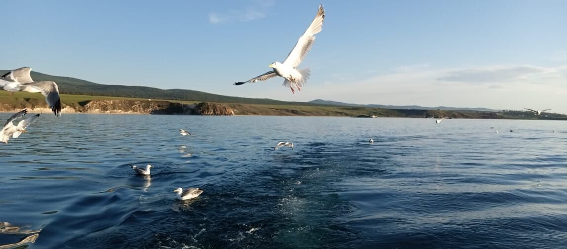 Чайки на Байкале