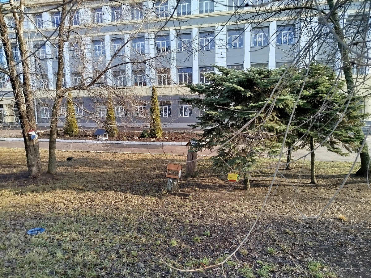 Кормушки для птиц возле школы. Это очень мило и очень важно!