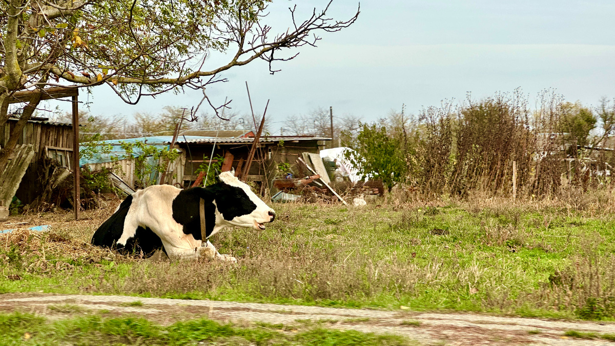 Вот так многие представляют наши станицы, но такой картине во многих станицах будут удвивлены даже жители) 