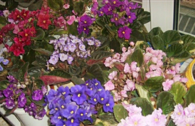 Мой подоконник.