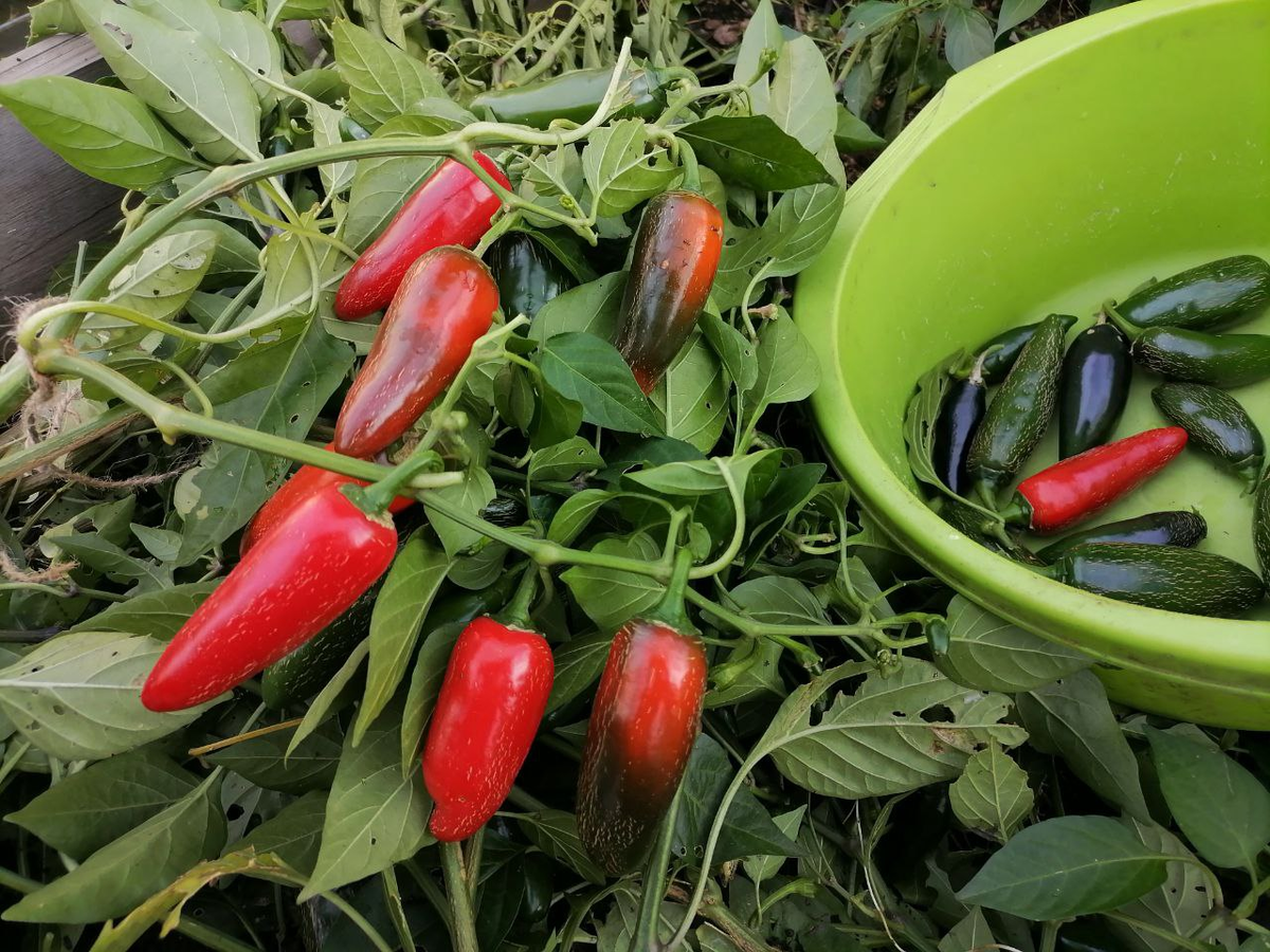 Посеяла в январе, собираю урожай красных Халапеньо Чьяпос в конце августа, выдергиваю кусты, сезон окончен, фото автора