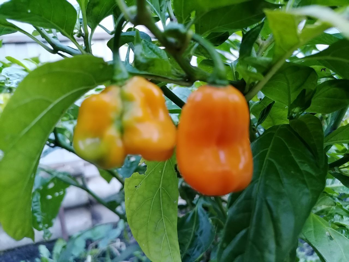 Хабанеро желтый в ог Сибири 2 года рос с зимовкой дома, фото автора