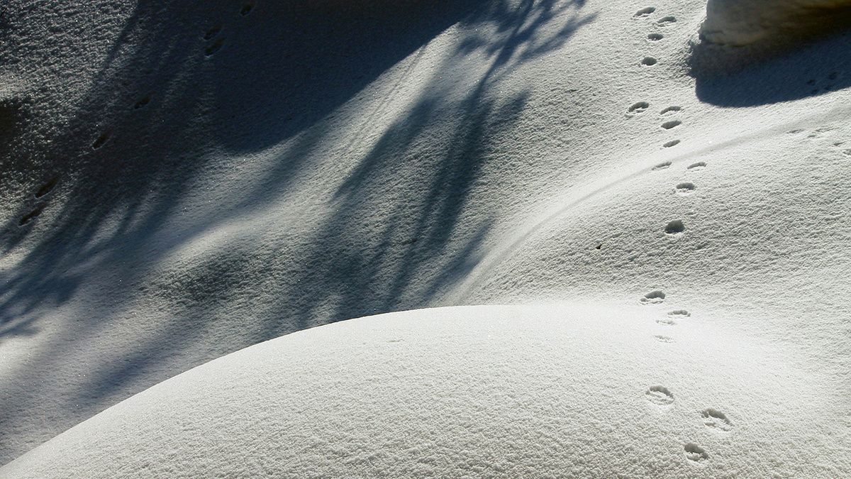 Фото: Harald Arlander / Unsplash