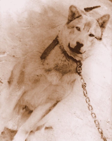 Некоторые собаки умнее и благороднее людей