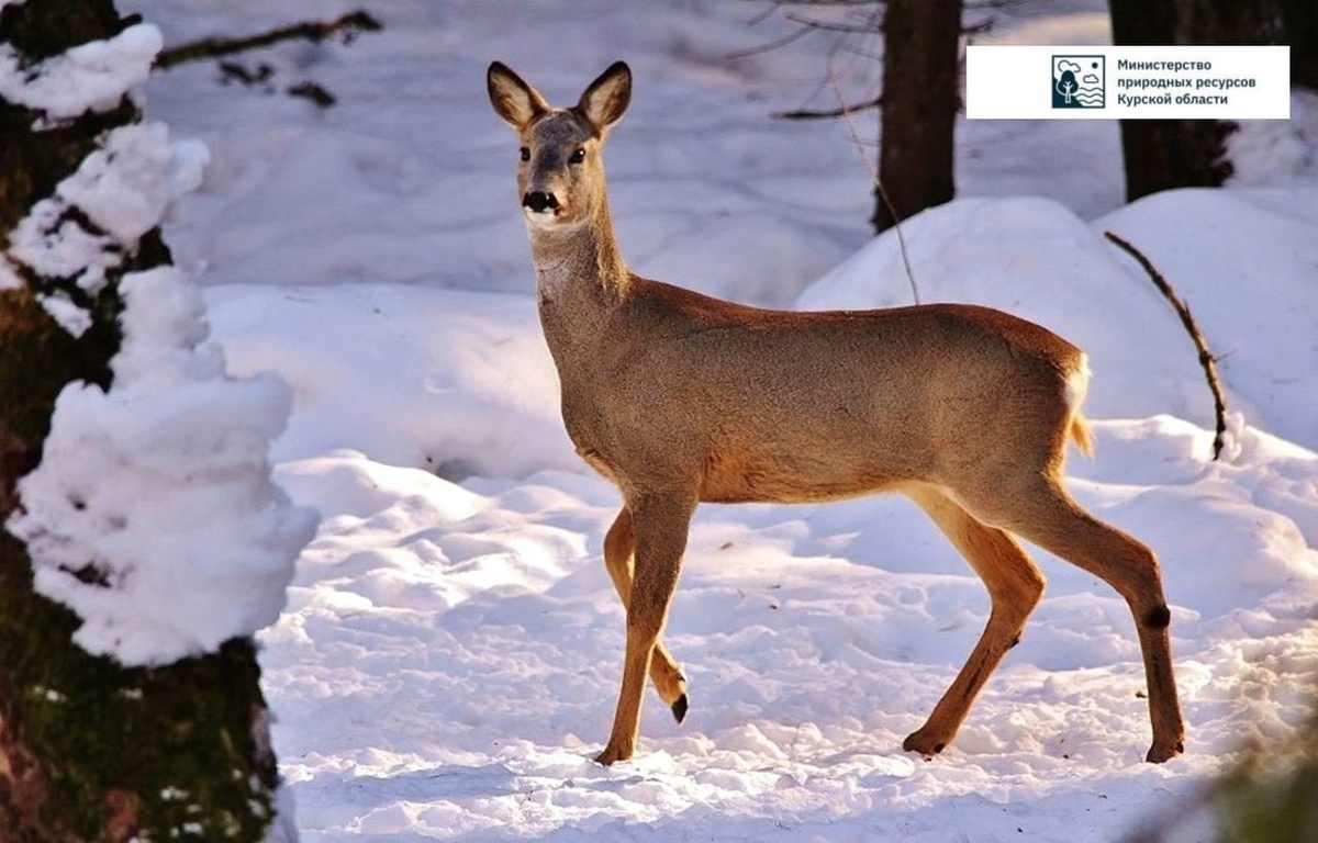    В Курской области спасли косулю, попавшую в ледяную полынью