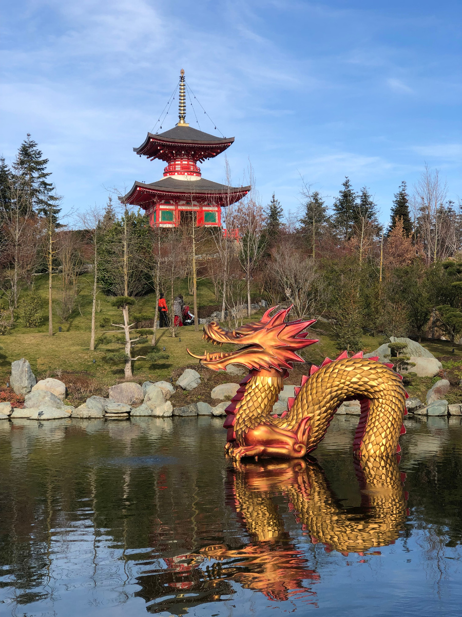 Дракон в пруду Японского сада