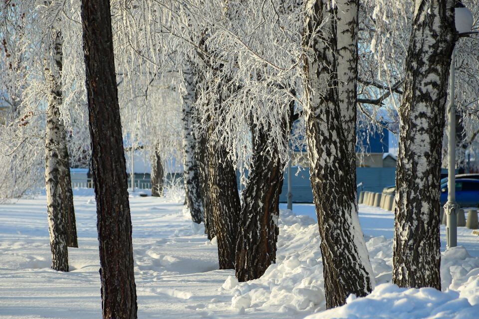    Нагорный парк Барнаула зимой. Источник: Виталий Барабаш
