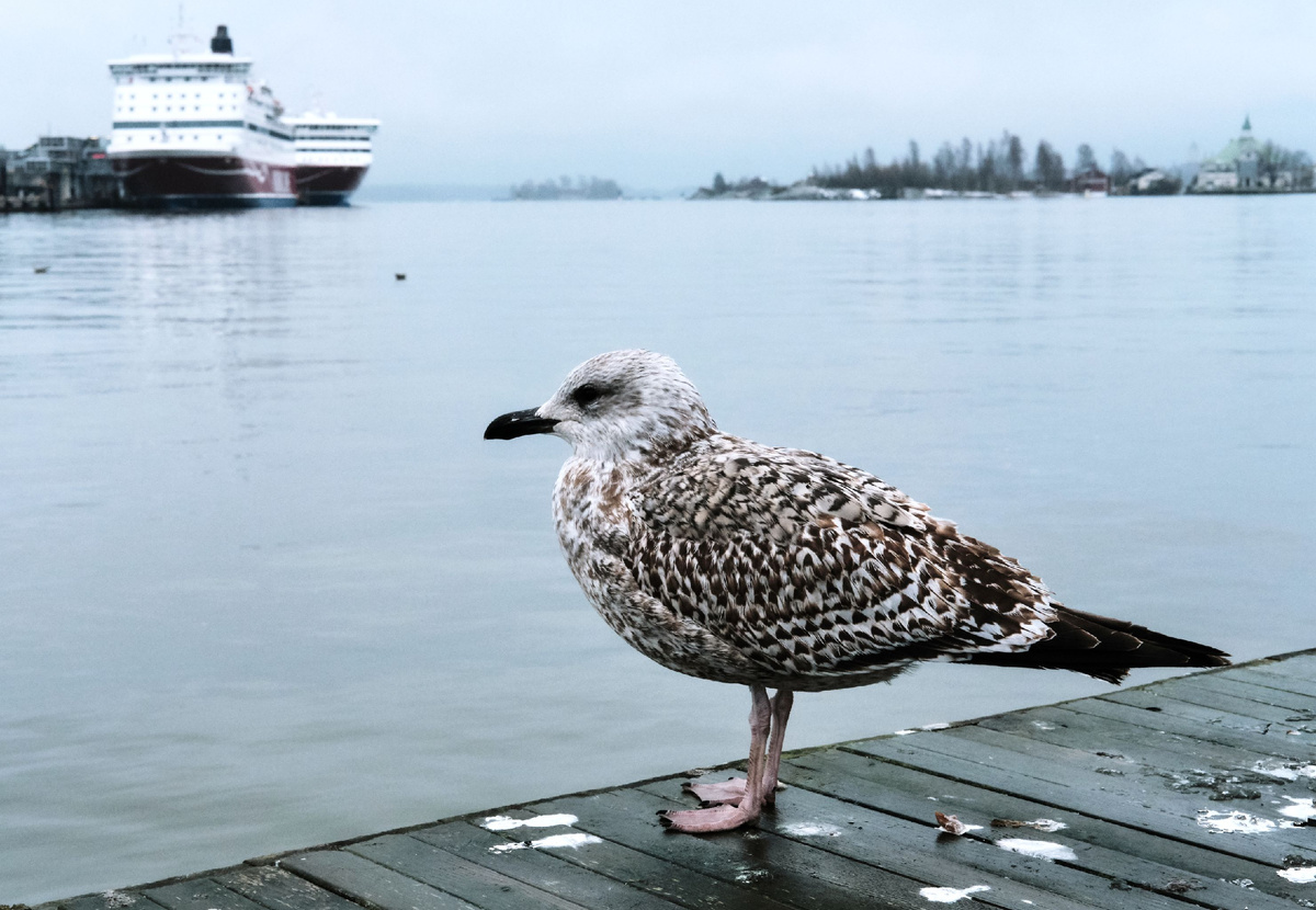  Хельсинки © Sputnik/Алексей Даничев