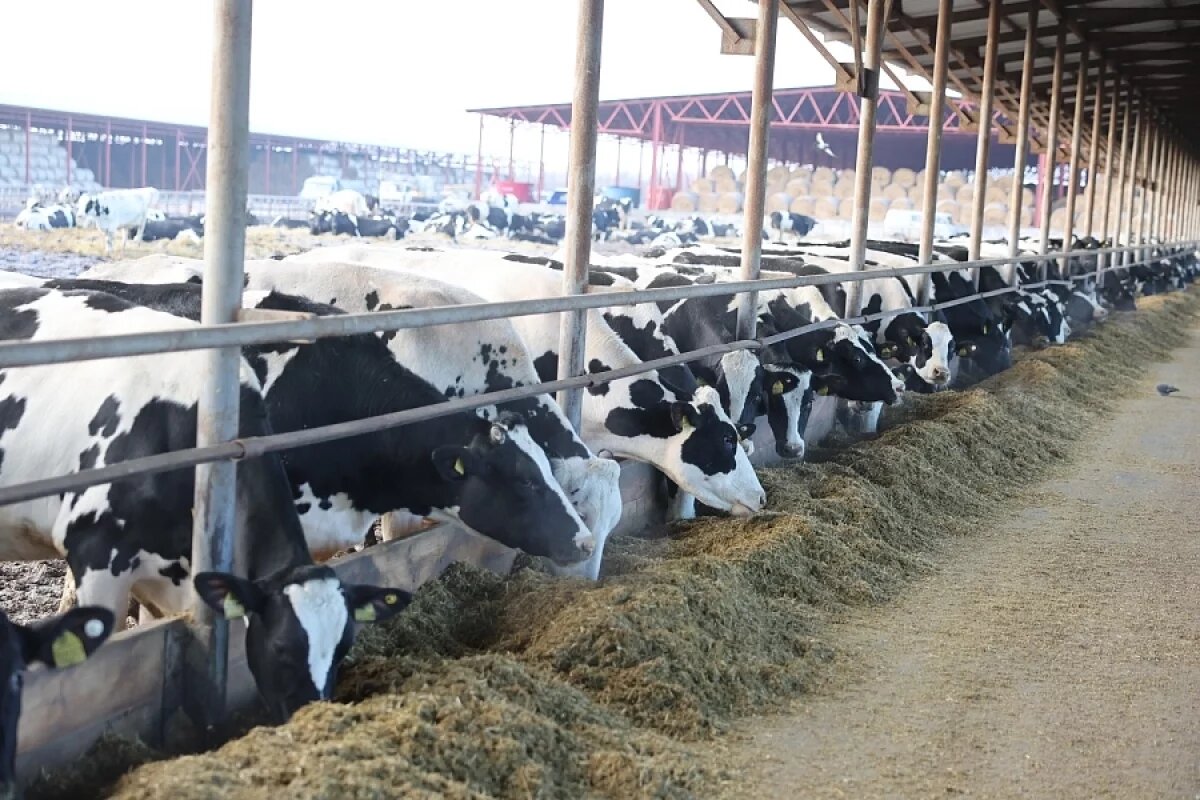    На ферме с «цифровыми» буренками побывал волгоградский губернатор