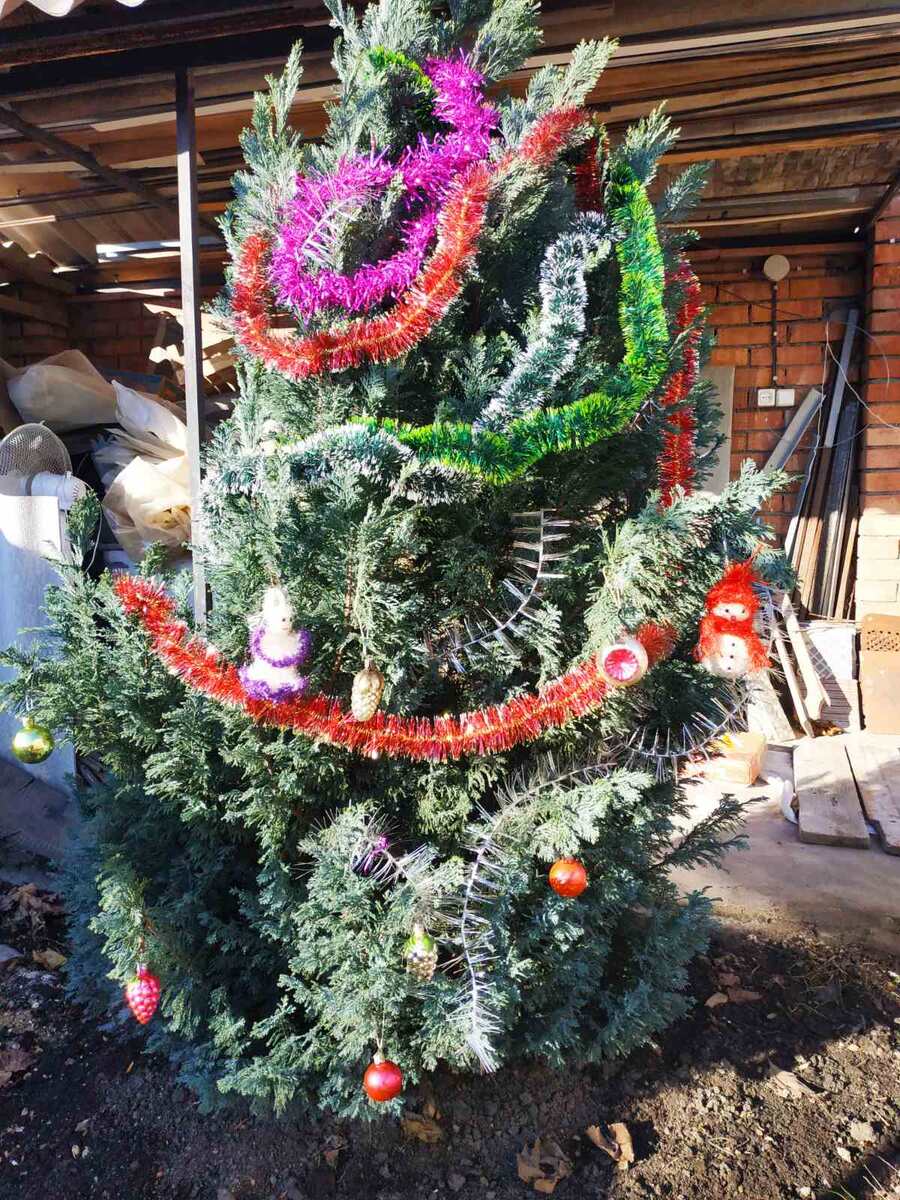 как этот хвойник...мишура осталась, а он погиб..