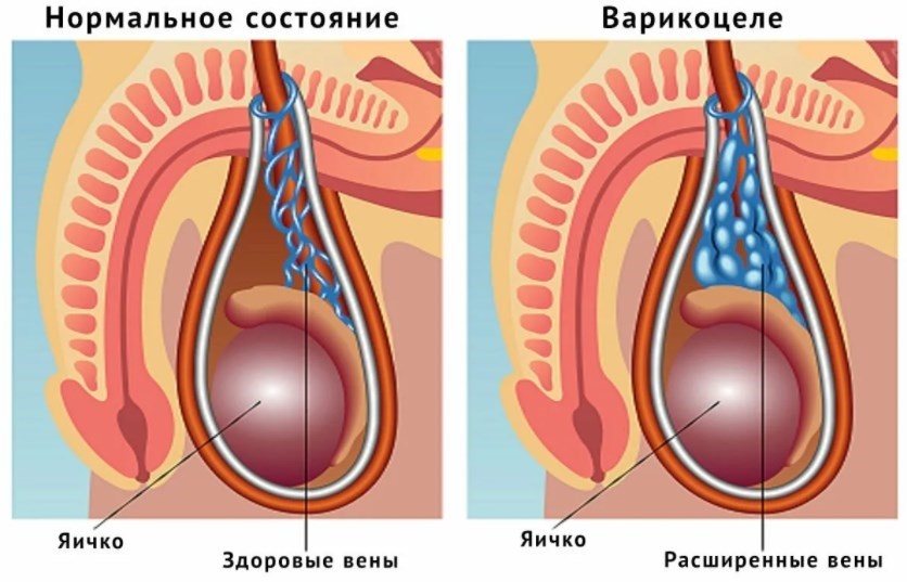Графика: МНОЦ МГУ имени М. В. Ломоносова