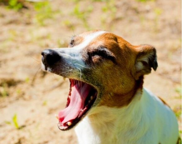 Джек-Рассел зевнул...)))