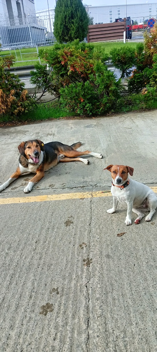 Джек-Рассел Жасмин 🐕 и Бродяга Братан 🐕 
