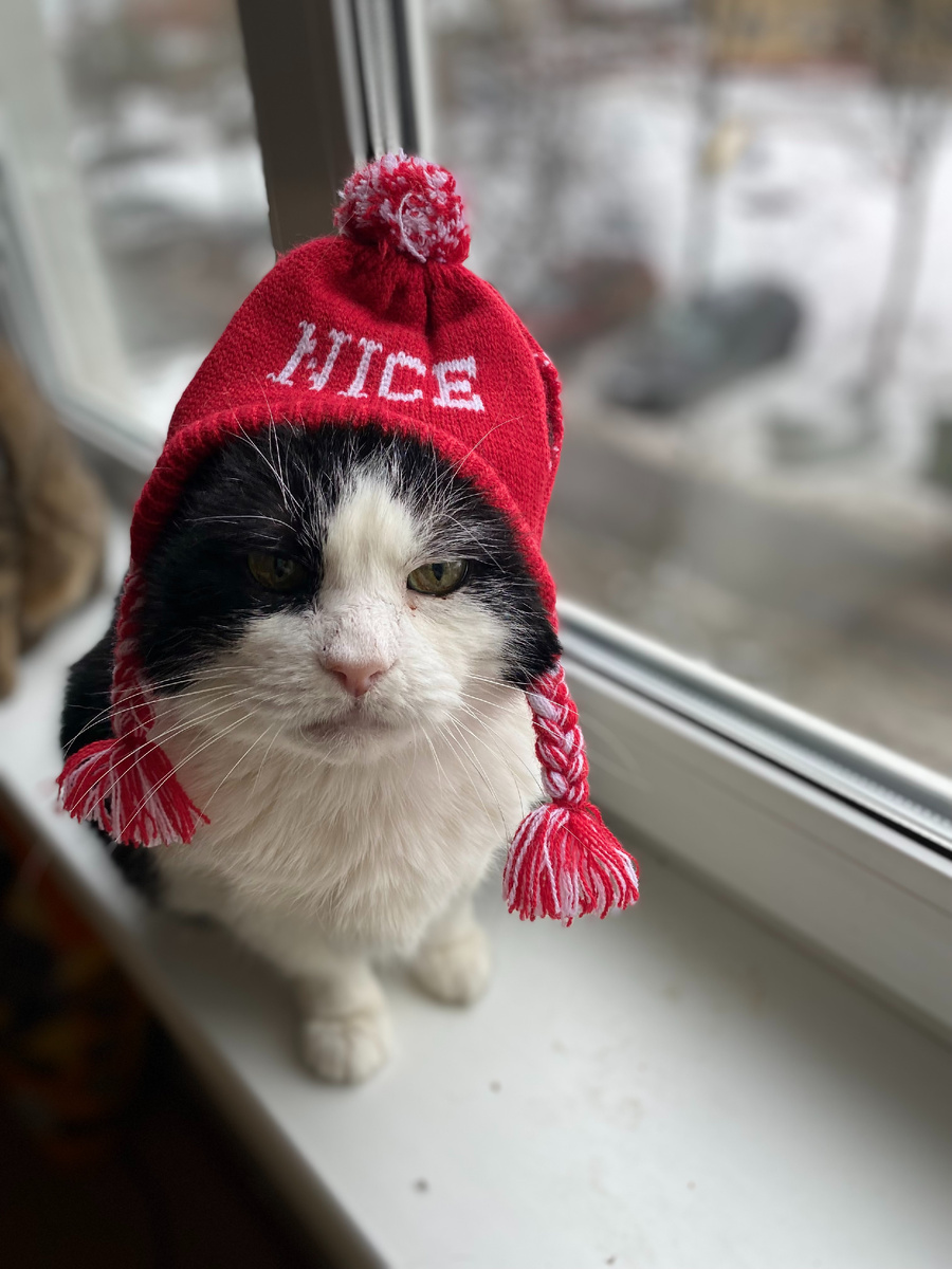 Фото автора. Мой кот Цедрик, проблема данная не обошла его стороной