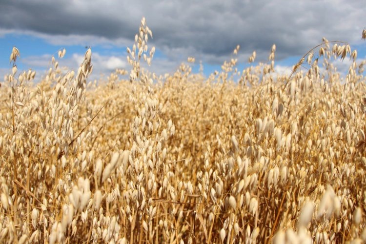    Сорта зерновых и масличных алтайской селекции вошли в рейтинг самых высеваемых в России