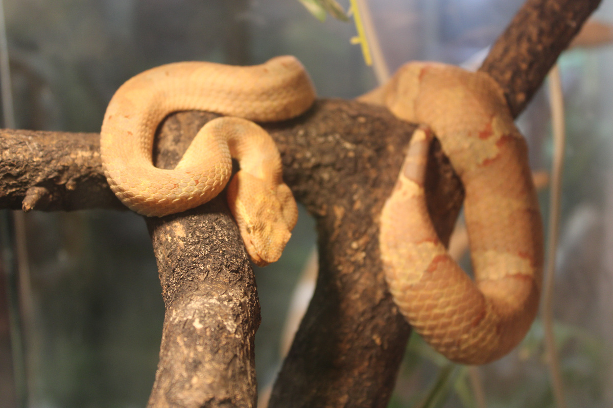 Плосконосая куфия. Источник: фото автора