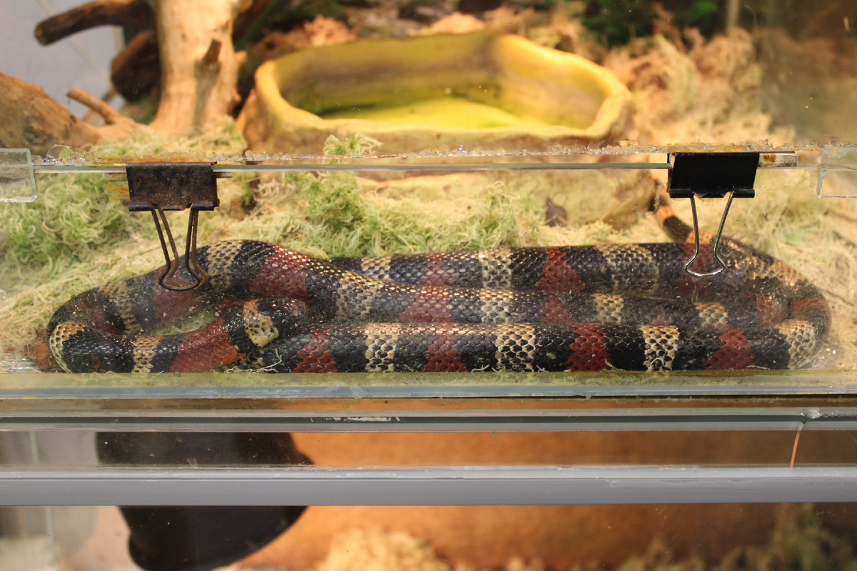 Молочная змея Кэмпбелла. Источник: фото автора