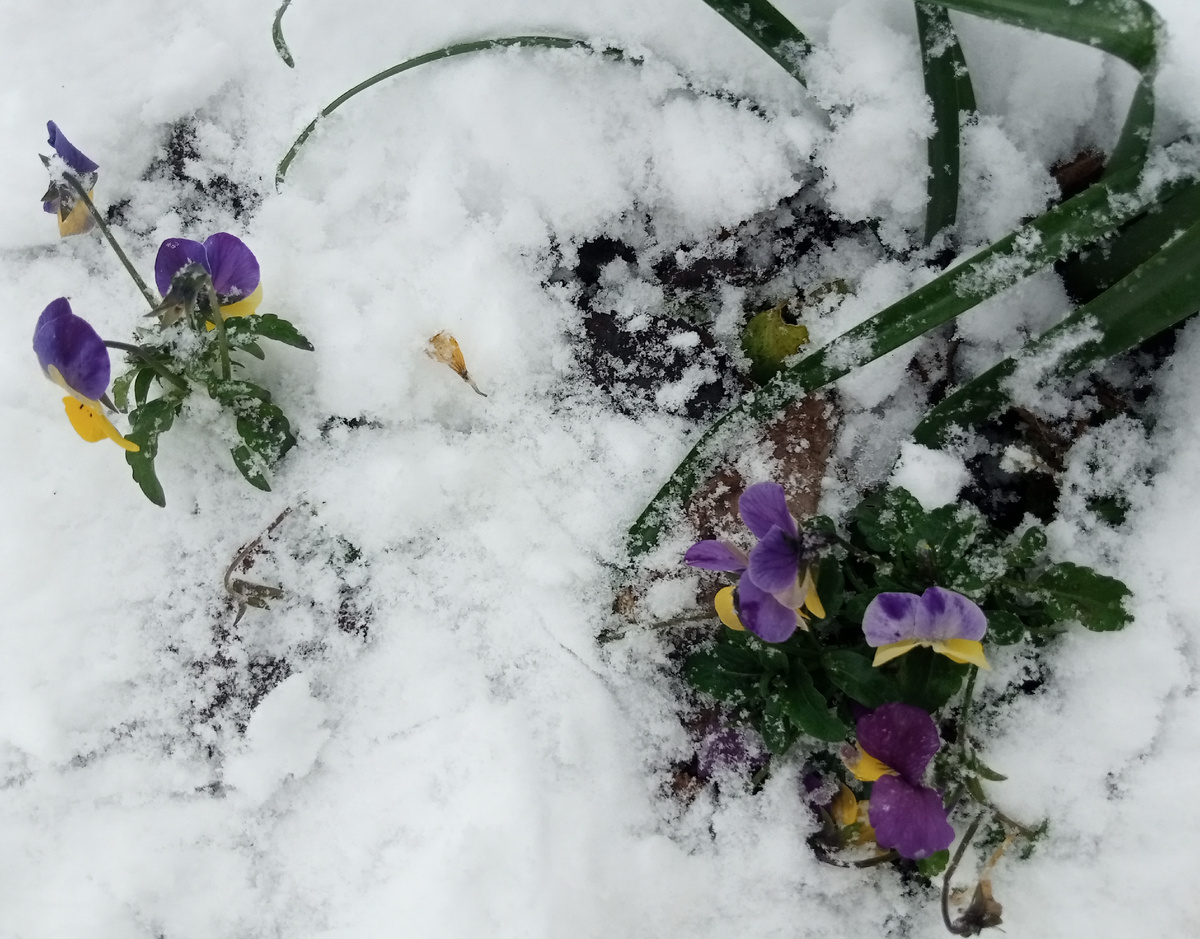 Январские цветы.... 