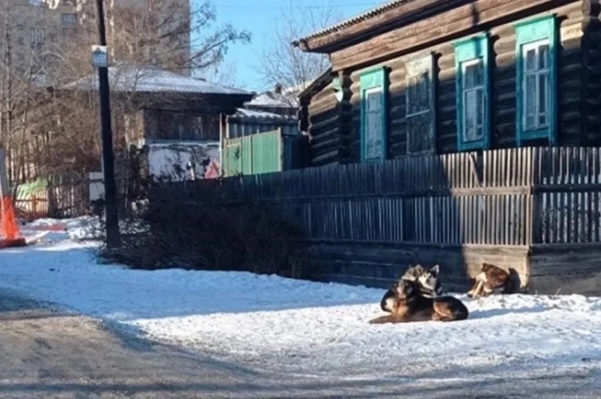    В Красноярске за первые недели 2025 года поймали 45 бездомных собак