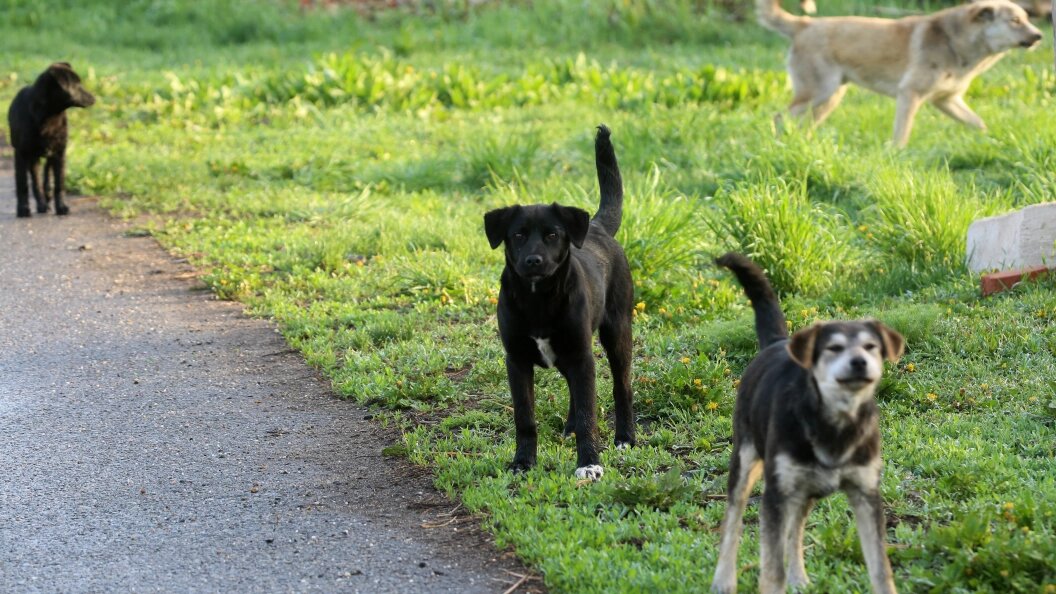    Nikolay Gyngazov/Global Look Press/Globallookpress