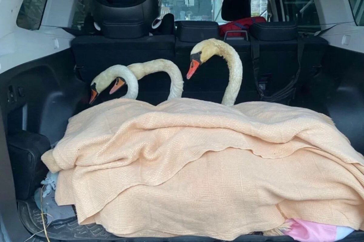    Волонтеры, спасающие животных, обратились с просьбой поделиться ветошью