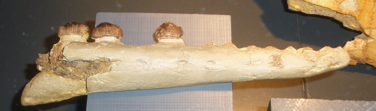 Челюсть кариноденса Carinodens belgicus из музея Маастрихта
