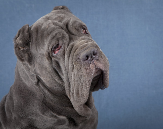 -Да я тебя уже люблю! Погладь, а?!