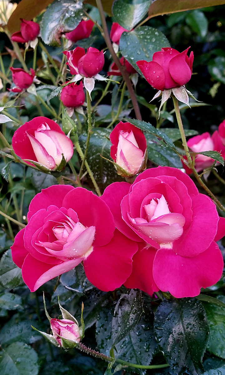 Хайматмелоди. Флорибунда