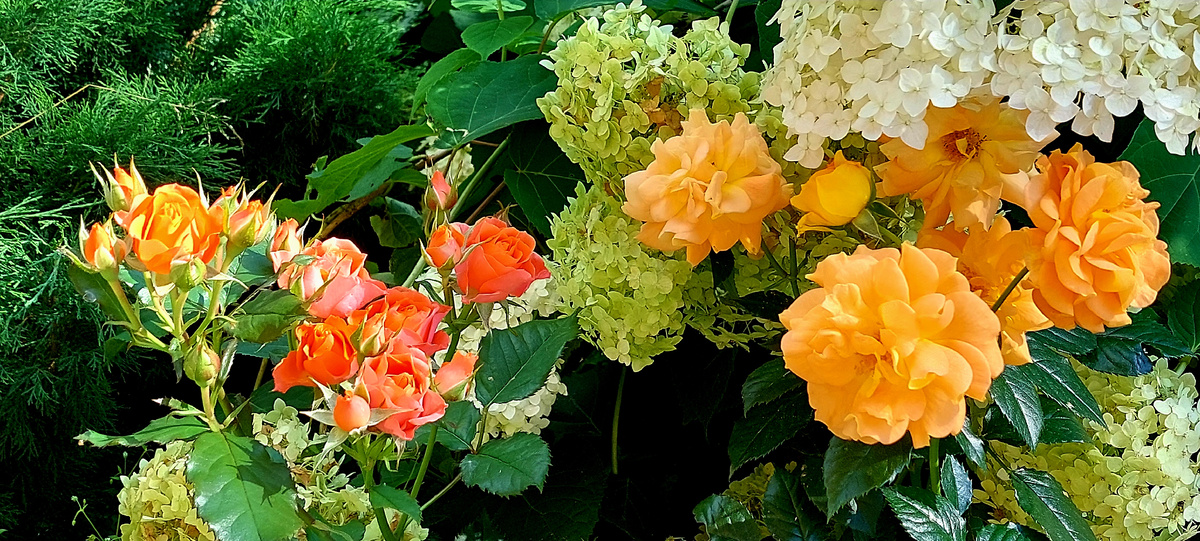 Голдэльзе и Оранже Ювель. Флорибунды