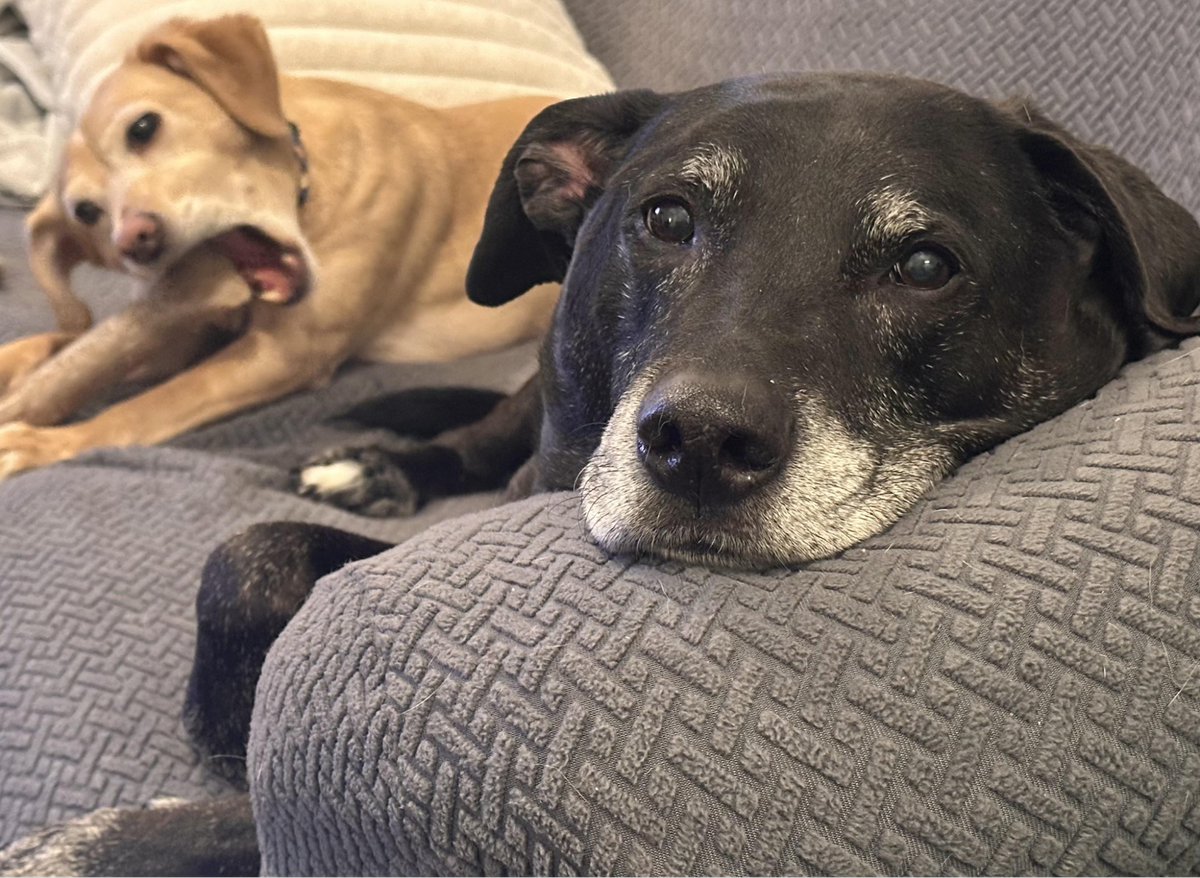    «Каждый вечер он ложится сюда и наблюдает за мной».