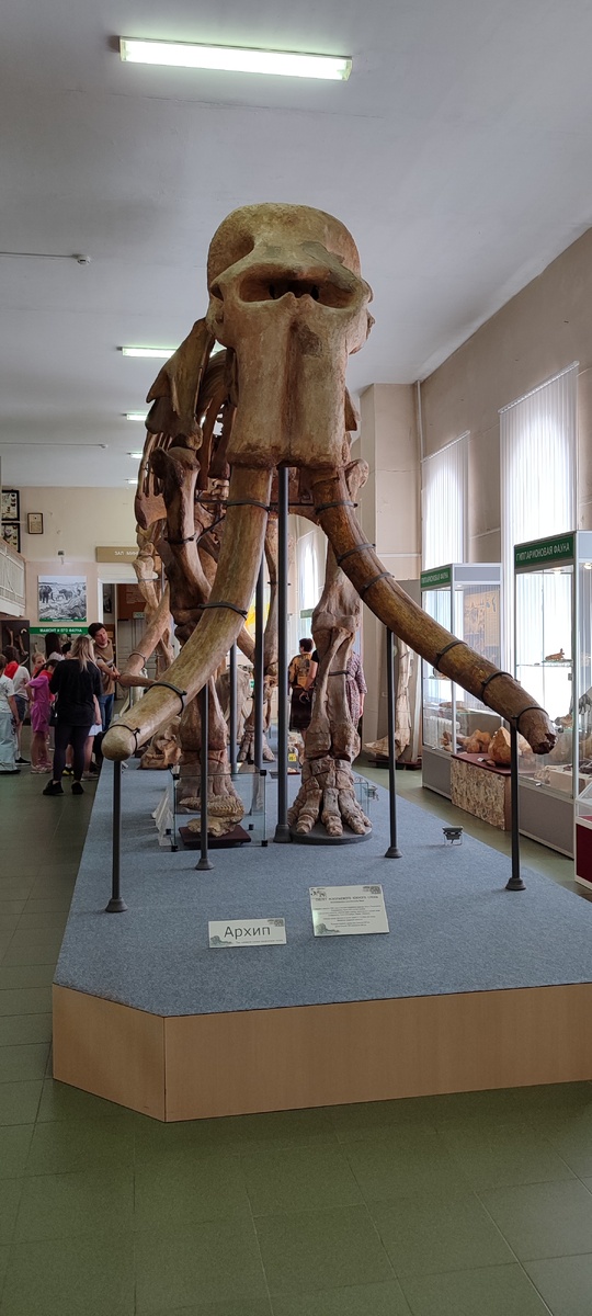 Южный слон в Ставропольском краевом музее-заповеднике им Г. Н. Прозритилева и Г, Н. Праве. 