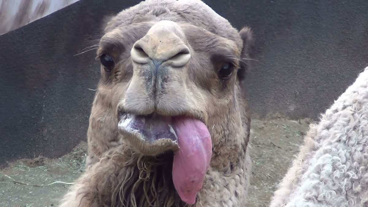    ,           .   .    ,   .     ,    .      . 