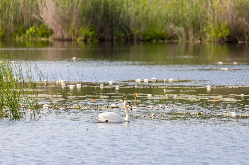 лебедь-шипун