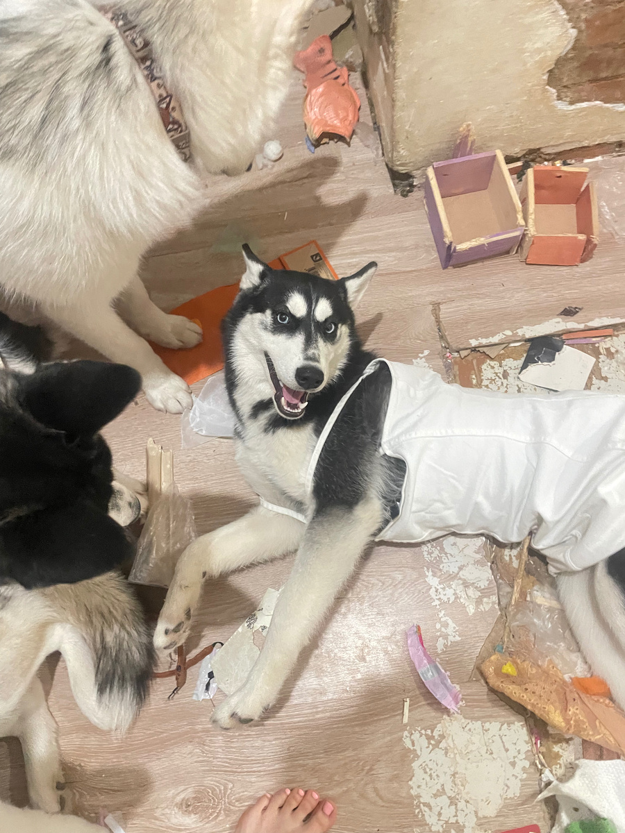 Мона создала своё место комфорта.  14.01.2025г.