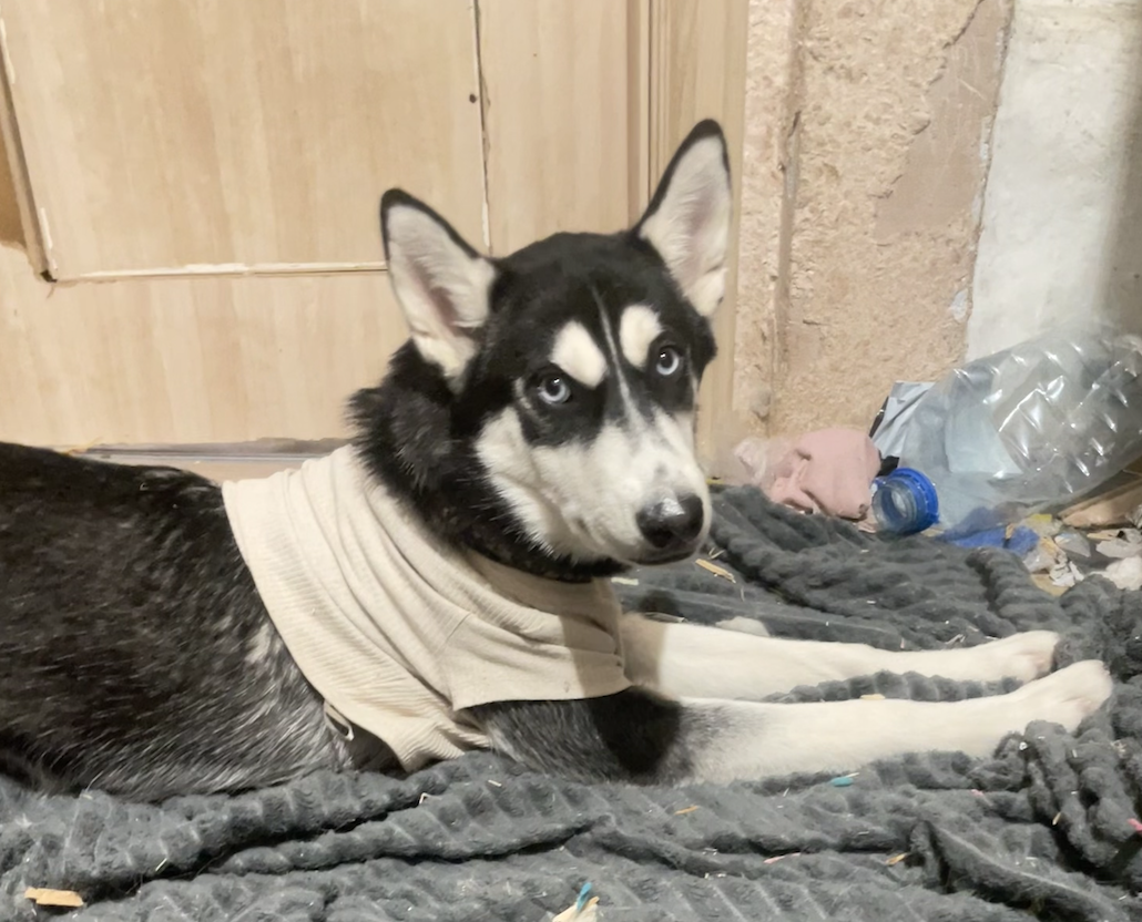 Бенедикта. А сзади лежит поделка, которая сейчас в процессе изготовления (бутылка) 15.01.2025г.  