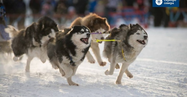 Ездовые собаки из деревни "Серебро Севера". Фото из открытых источников сервиса 2Gis.