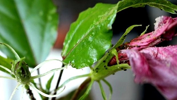 Тля на гибискусе