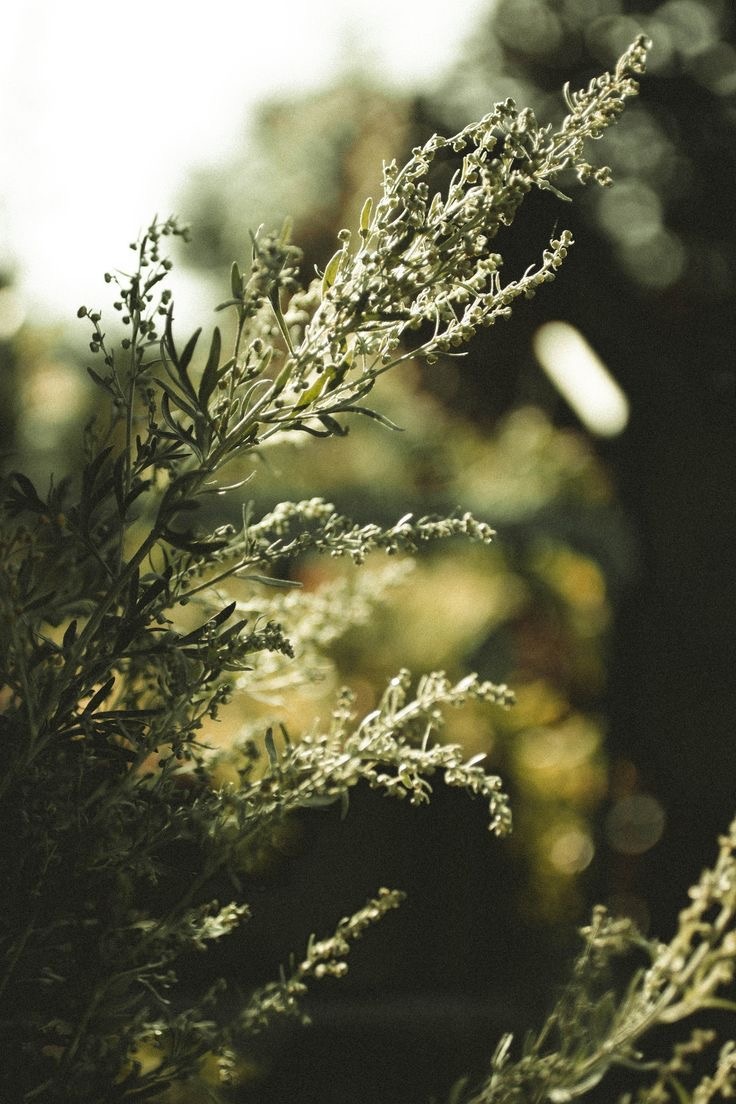 Полынь — сила природы в каждом листе.