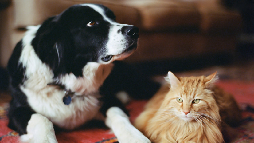    Фото: russian.rt.com Георгий