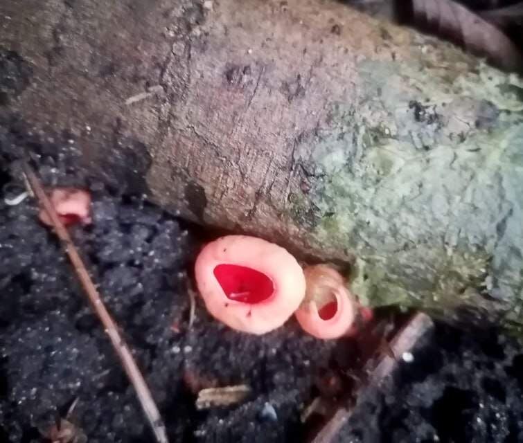    Фото: "Курские грибники"