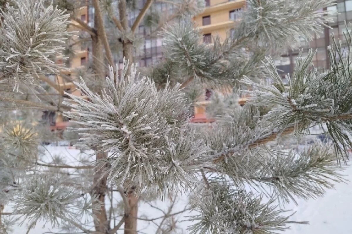    Оренбуржцам рассказали, как следует утилизировать ёлки после праздника