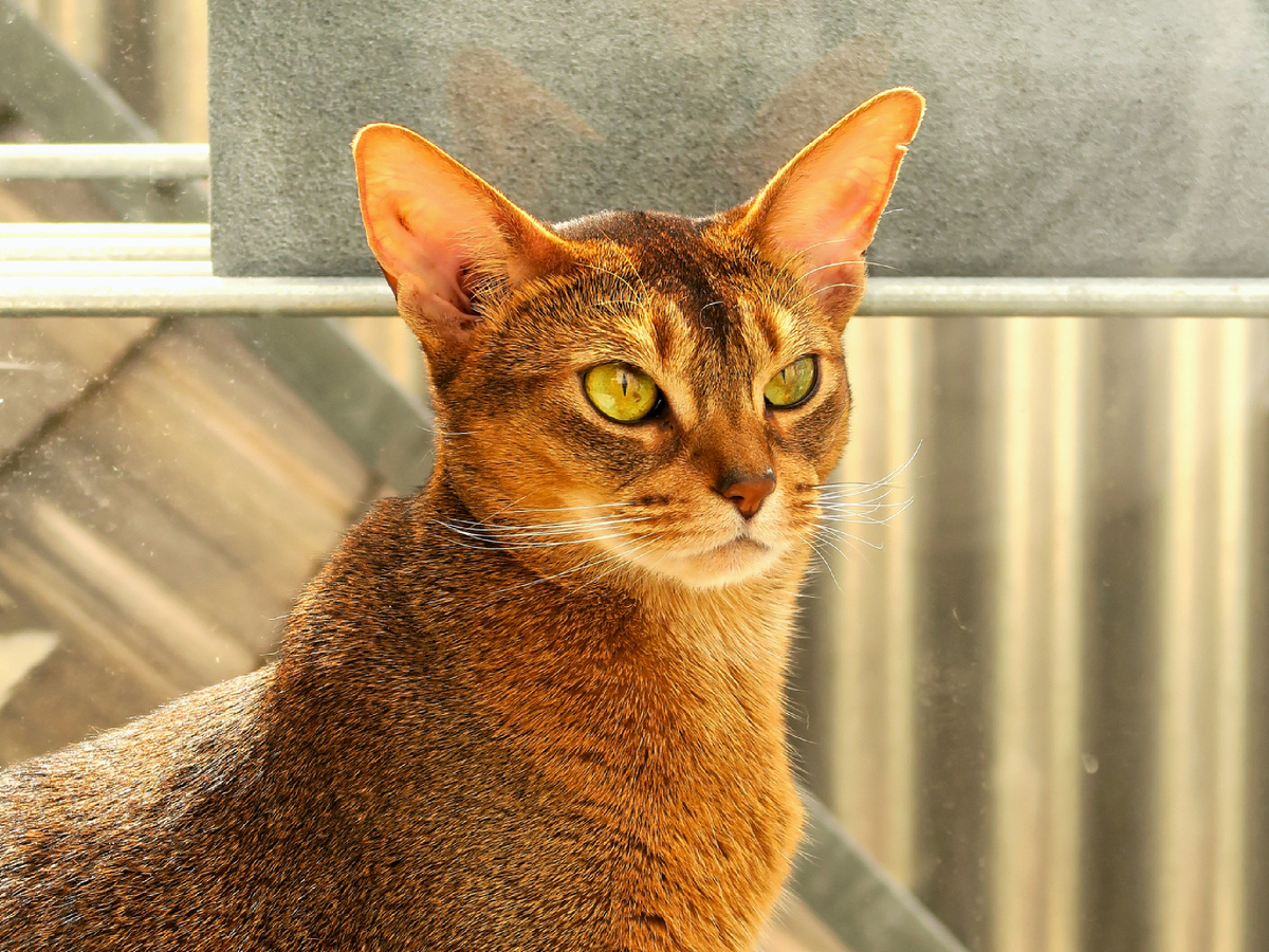 Отстаивать точку зрения абиссинец будет не хуже дипломата на дебатах. И не думайте, что переупрямить ослика будет легко! Burkhard Mücke, CC BY-SA 4.0