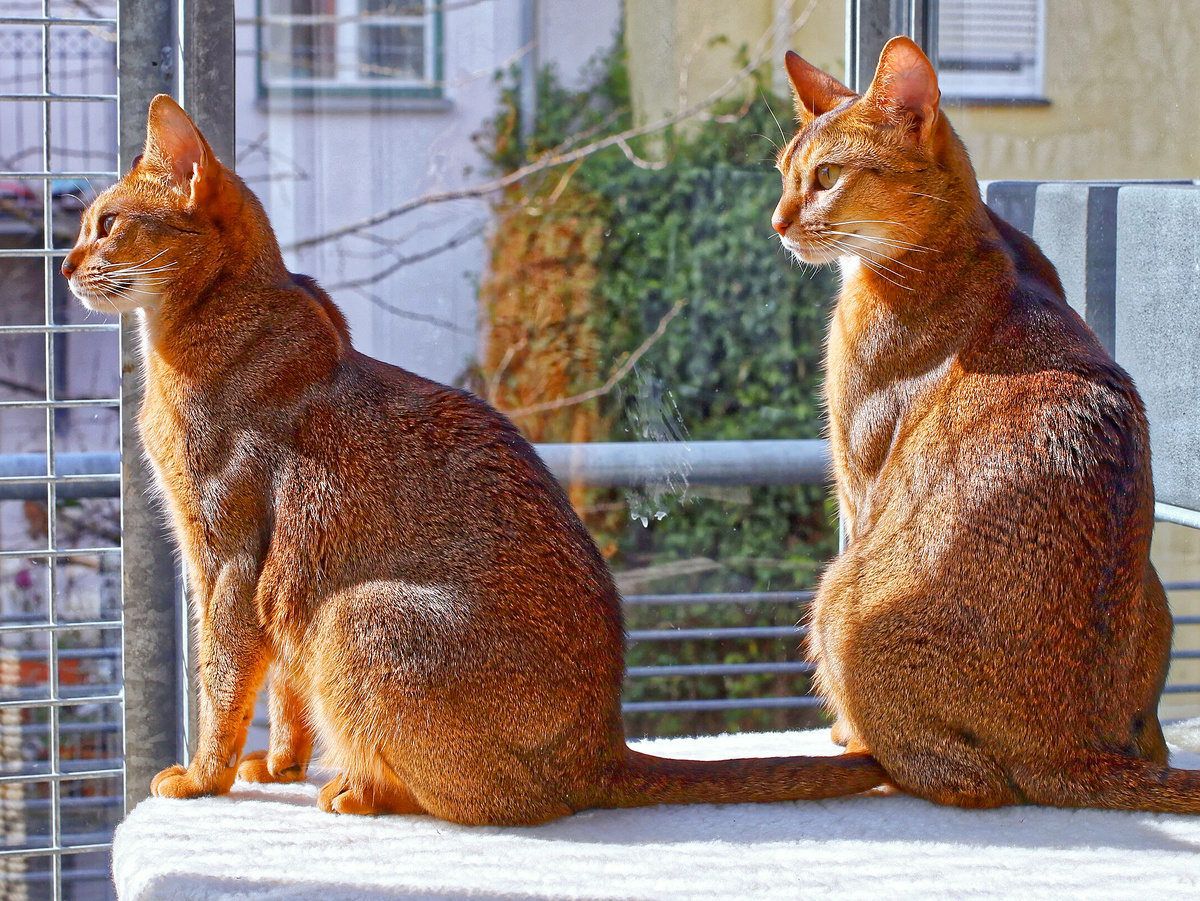 Burkhard Mücke, CC BY-SA 4.0