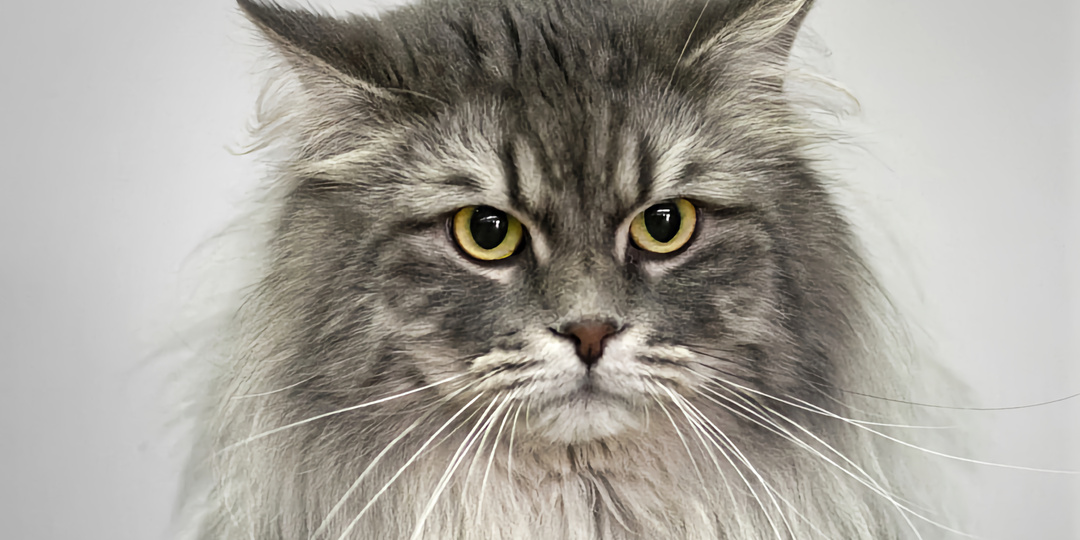 8 интересных пород кошек, которые вряд ли подойдут новичку