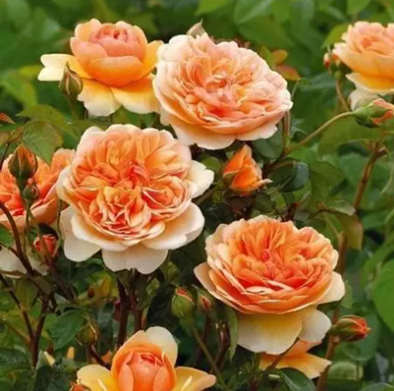 Саженцы остинок из каталога нашего питомника