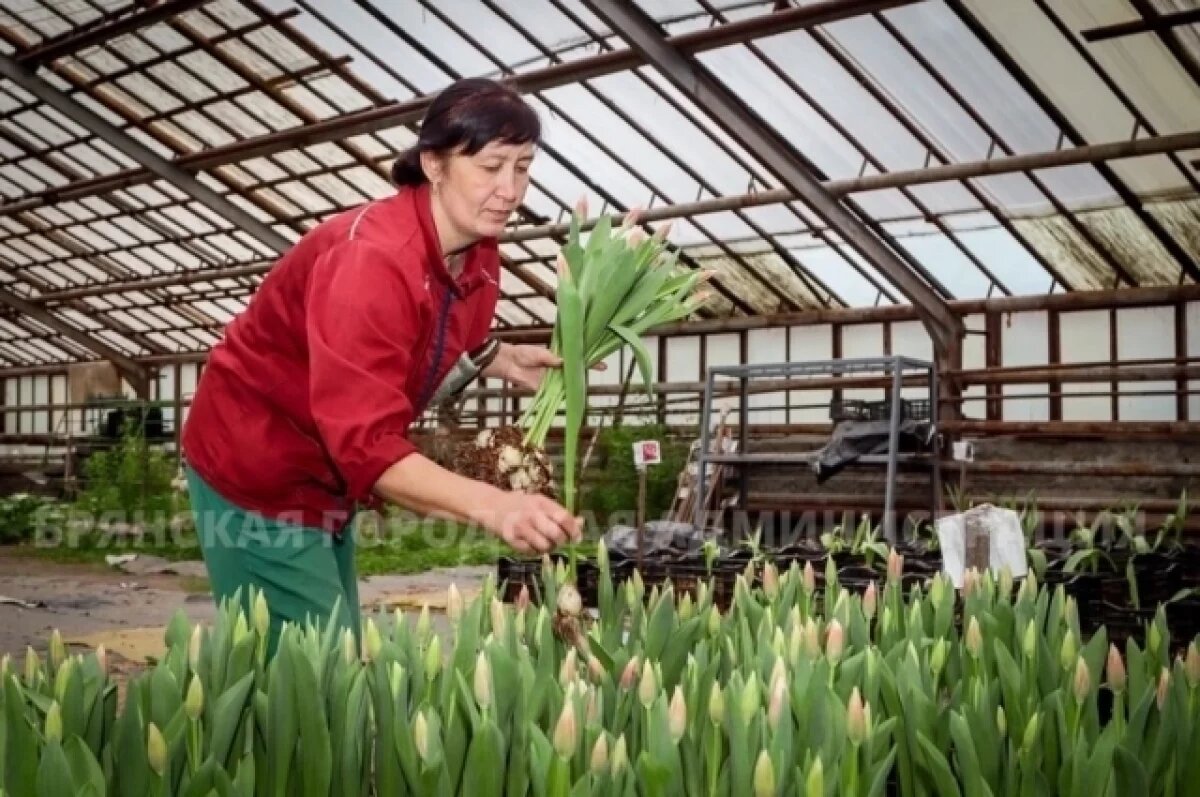    В Брянске к 8 Марта высадили 21 тысячу луковиц тюльпанов