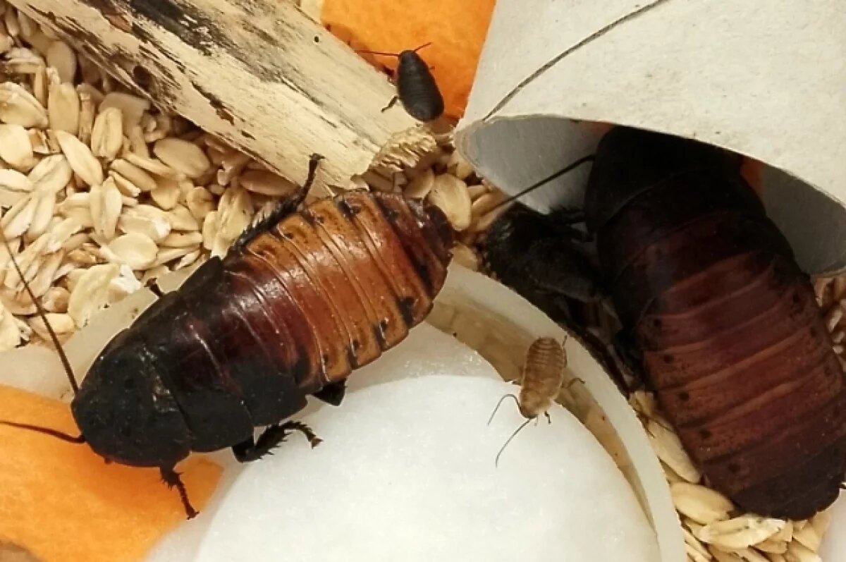    В Омске школу из-за сообщения о тараканах проверит Роспотребнадзор